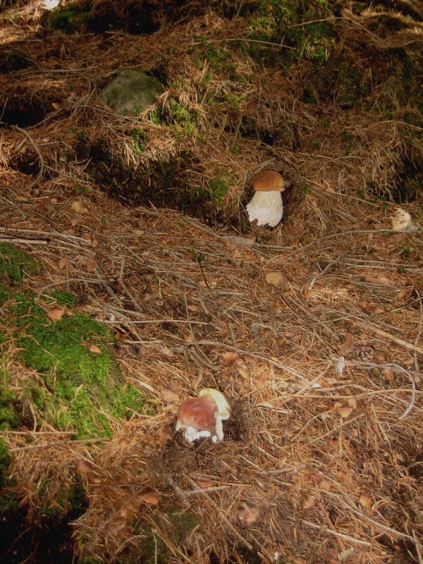 Quando c''�......il barbatrucco.....